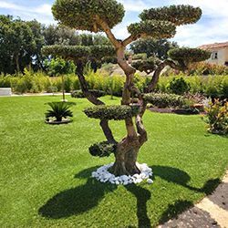 Jardin en pelouse artificielle et olivier taillé en banzai