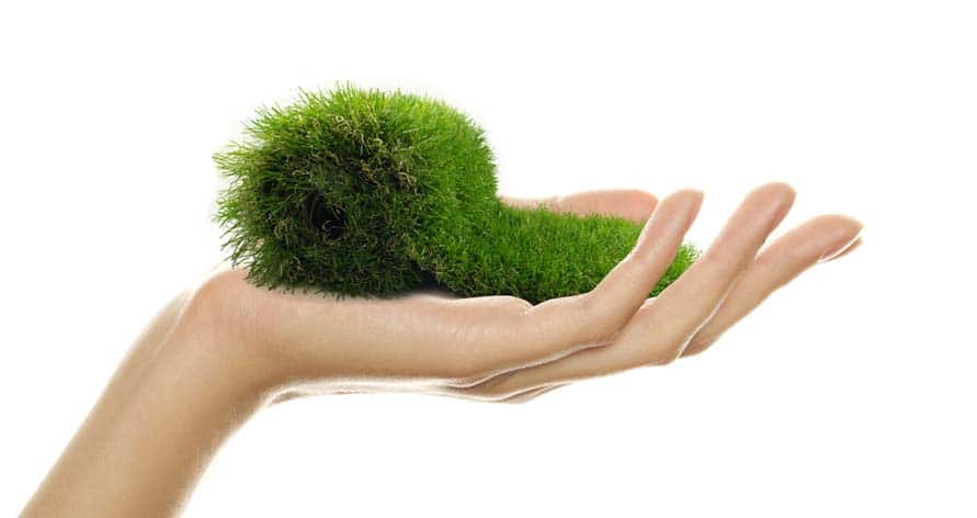 Illustration de Choisir de la pelouse artificielle : un choix écologique ?