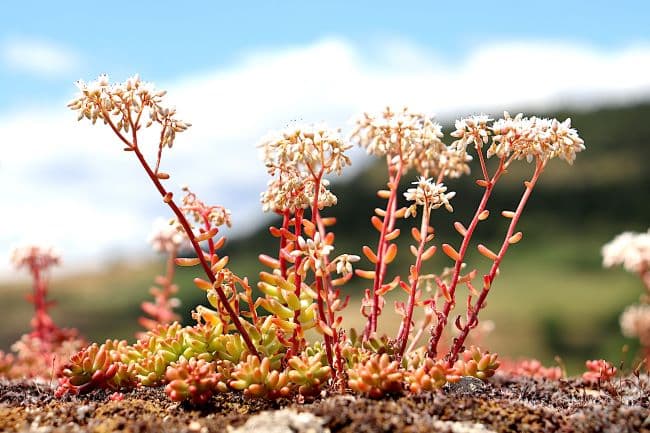 Les plantes grasses des toitures végétalisées supportent mal le piétinement